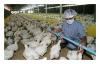 Jakarta -- The deadly bird flu is fast spreading, enveloping the whole globe under its wings. The H5N1 strain emerged in South East Asia in 2003 and has been spreading ever since. Many birds have been killed or destroyed as a result of the outbreak.